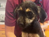 Chiot femelle à adopter