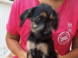 Chiot femelle à adopter