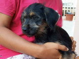 Chiot femelle à adopter