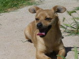 À adopter : chien fauve