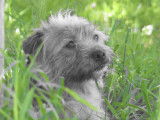 Chien de 2 ans à adopter