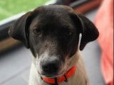 En attente d’adoption : chiot femelle de 8 mois