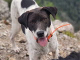 En attente d’adoption : chiot femelle de 8 mois
