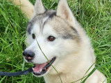 Chien de 6 ans à adopter