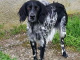 Chienne Setter Anglais de 2 ans à donner