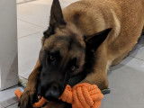 Donne Berger Belge Malinois de 2 ans