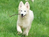 Chiots Berger Blanc Suisse LOF à vendre
