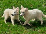 Chiots Berger Blanc Suisse LOF à vendre