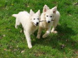 Chiots Berger Blanc Suisse LOF à vendre