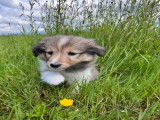 Chiots Berger des Shetland LOF &agrave; vendre