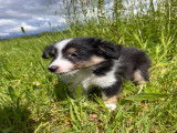 Chiots Berger des Shetland LOF &agrave; vendre