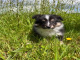 Chiots Berger des Shetland LOF &agrave; vendre