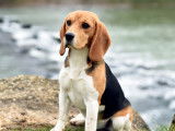 Femelle Beagle adulte à placer