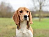 Femelle Beagle adulte à placer