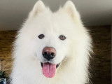 Cherche femelle Samoyède pour saillie