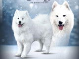 Femelle samoyède LOF - Prestigieuse origines nordique