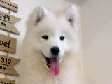 Femelle samoyède LOF - Prestigieuse origines nordique