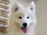 Femelle samoyède LOF - Prestigieuse origines nordique