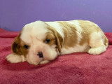 À réserver 4 chiots Cavaliers King Charles Spaniels (LOF)
