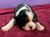 À réserver 4 chiots Cavaliers King Charles Spaniels (LOF)