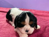 À réserver 4 chiots Cavaliers King Charles Spaniels (LOF)