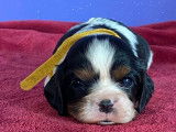 À réserver 4 chiots Cavaliers King Charles Spaniels (LOF)