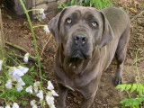 Une chienne Cane Corso grise de 2 ans disponible (LOF)