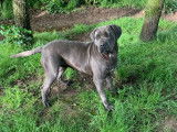 Une chienne Cane Corso grise de 2 ans disponible (LOF)