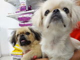 2 chiots Pékinois à vendre
