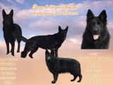 Chiots de race Berger Allemand à vendre (2 femelles & 3 mâles)
