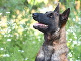 Chienne Berger Belge Malinois charbonnée de 2 ans LOF à acheter