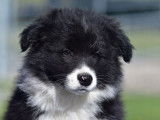 Des chiots Border Collies LOF disponibles
