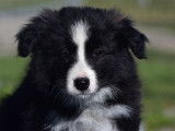Des chiots Border Collies LOF disponibles