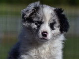 Des chiots Border Collies LOF disponibles
