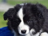 Des chiots Border Collies LOF disponibles