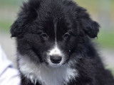 Des chiots Border Collies LOF disponibles