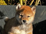 Disponible à l’achat un chiot femelle Shiba Inu LOF