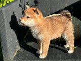 Disponible à l’achat un chiot femelle Shiba Inu LOF