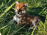 Disponible à l’achat un chiot femelle Shiba Inu LOF