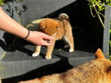 Disponible à l’achat un chiot femelle Shiba Inu LOF