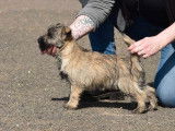 2 chiots femelles Cairn Terriers LOF disponibles à la vente