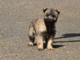2 chiots femelles Cairn Terriers LOF disponibles à la vente