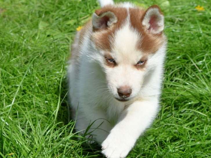 Disponibles à la vente 2 chiots mâles Huskys Sibériens (LOF)