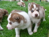 Disponibles &agrave; la vente 2 chiots m&acirc;les Huskys Sib&eacute;riens (LOF)