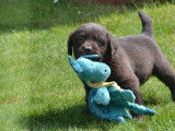 4 chiots Labrador Retrievers LOF chocolat à réserver