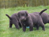 4 chiots Labrador Retrievers LOF chocolat à réserver