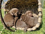 4 chiots Labrador Retrievers LOF chocolat à réserver
