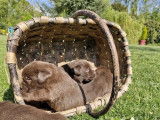 4 chiots Labrador Retrievers LOF chocolat à réserver