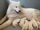 Disponibles &agrave; la r&eacute;servation 6 chiots Samoy&egrave;des LOF