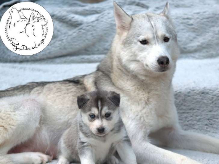 Une chienne adulte Husky Sibérien LOF disponible à la vente